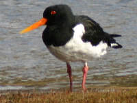 Seabird predators: Oystercatcher
